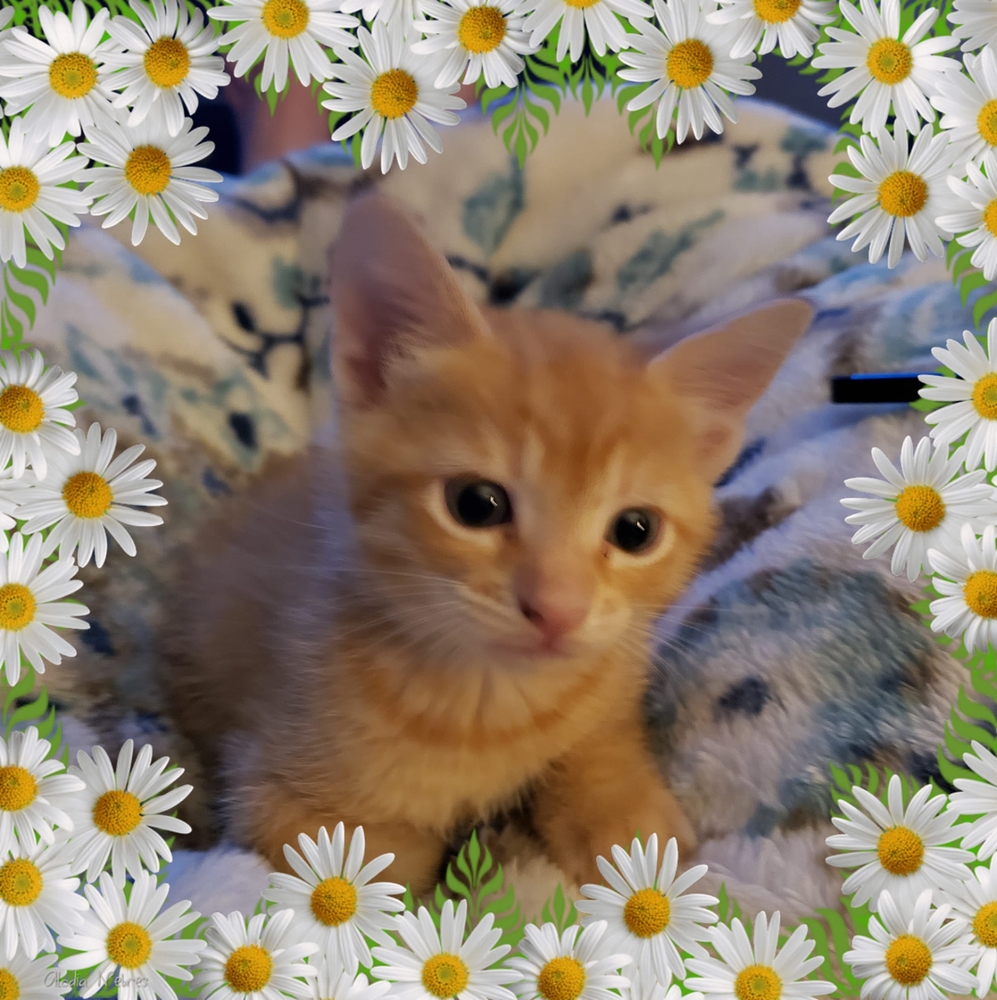 Meet your Posher, Nona